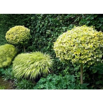 TRZMIELINA szczepiona na pniu żółto - zielona - sadzonki 100 / 120 cm